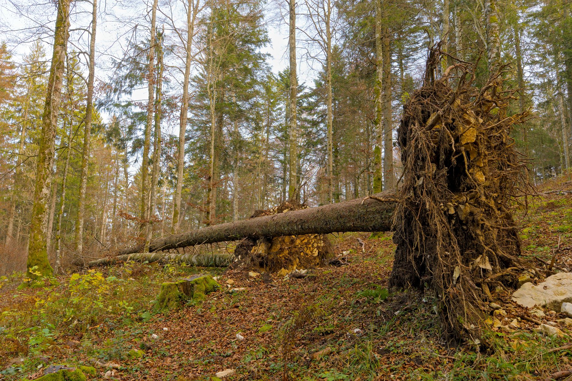 Enlèvement arbre urgence équipe à Choisy-le-Roi